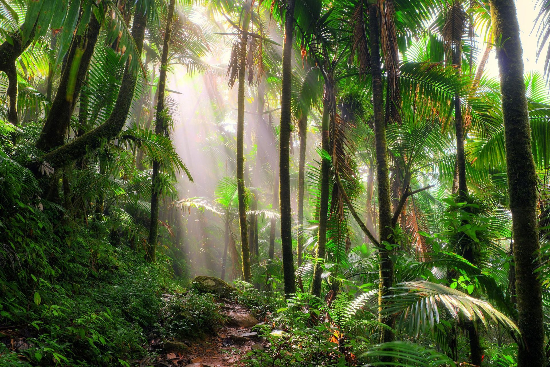 PAPEL DE PAREDE PAISSAGENS FLORESTA